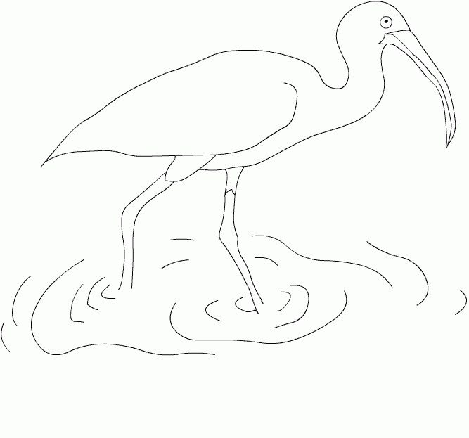 desene de colorat ibis